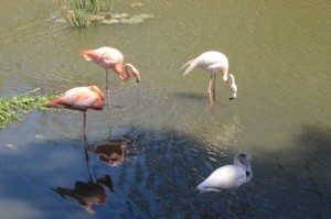 Wild Flamingos