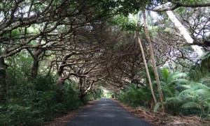Cruise Day 4 Avenue on Isle of Pines