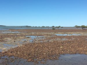 The tides out at Clearview BarraCrab CP