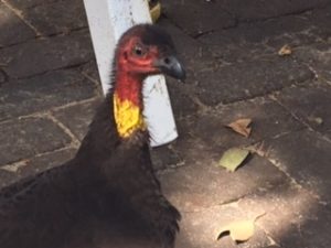 Our Byron Bay Lunch Guest