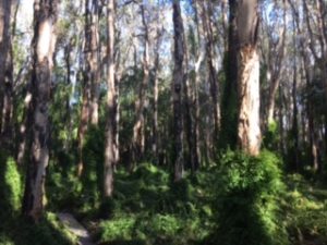 Paperbark Forest Walk
